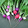 Radish Heirloom Mix